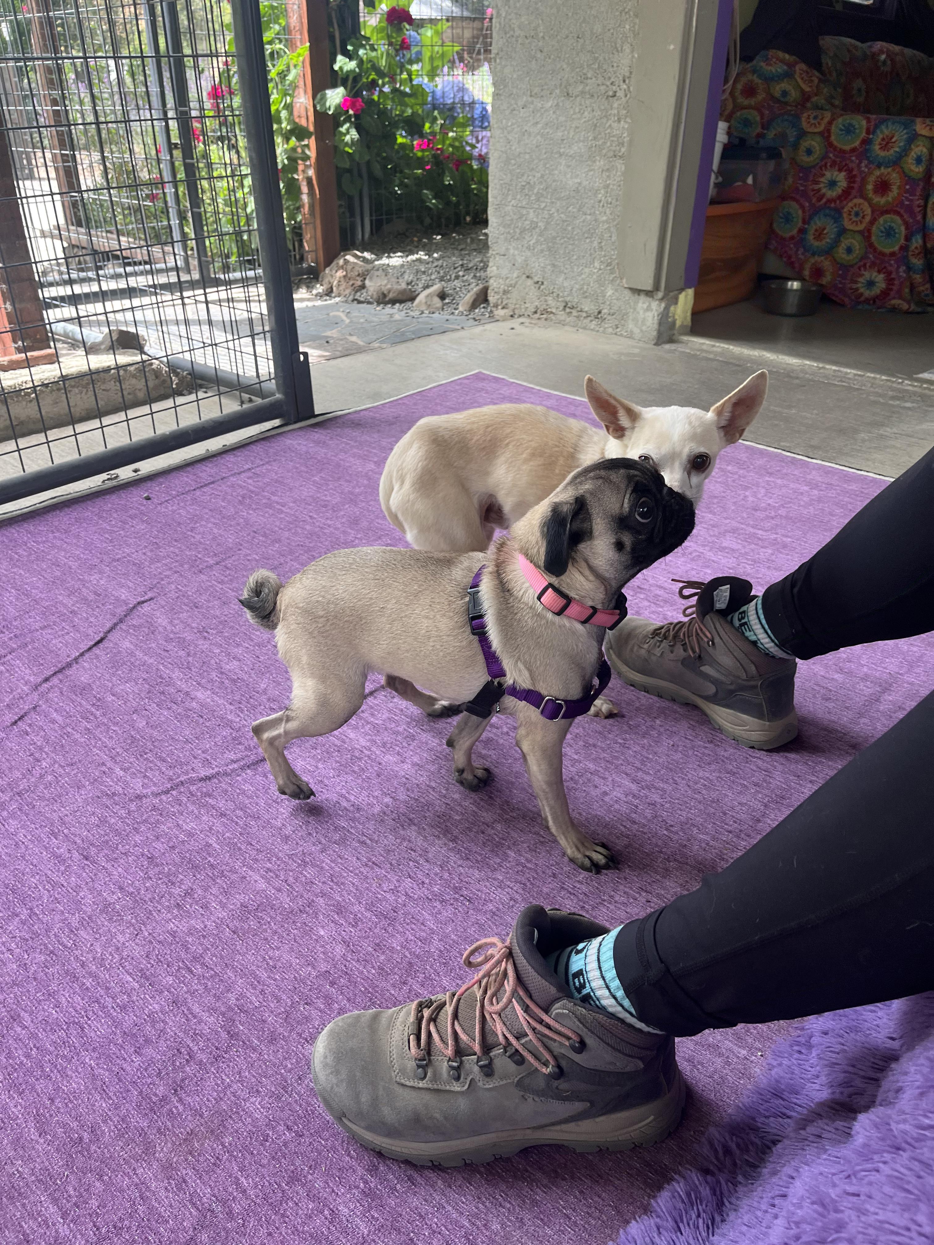 Farrah, a Adopted Pug in Petaluma, CA image 2/3