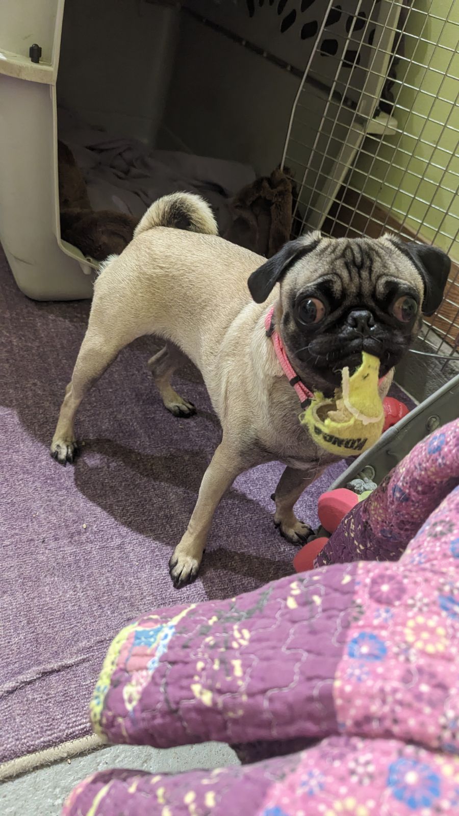 Farrah, a Adopted Pug in Petaluma, CA image 3/3