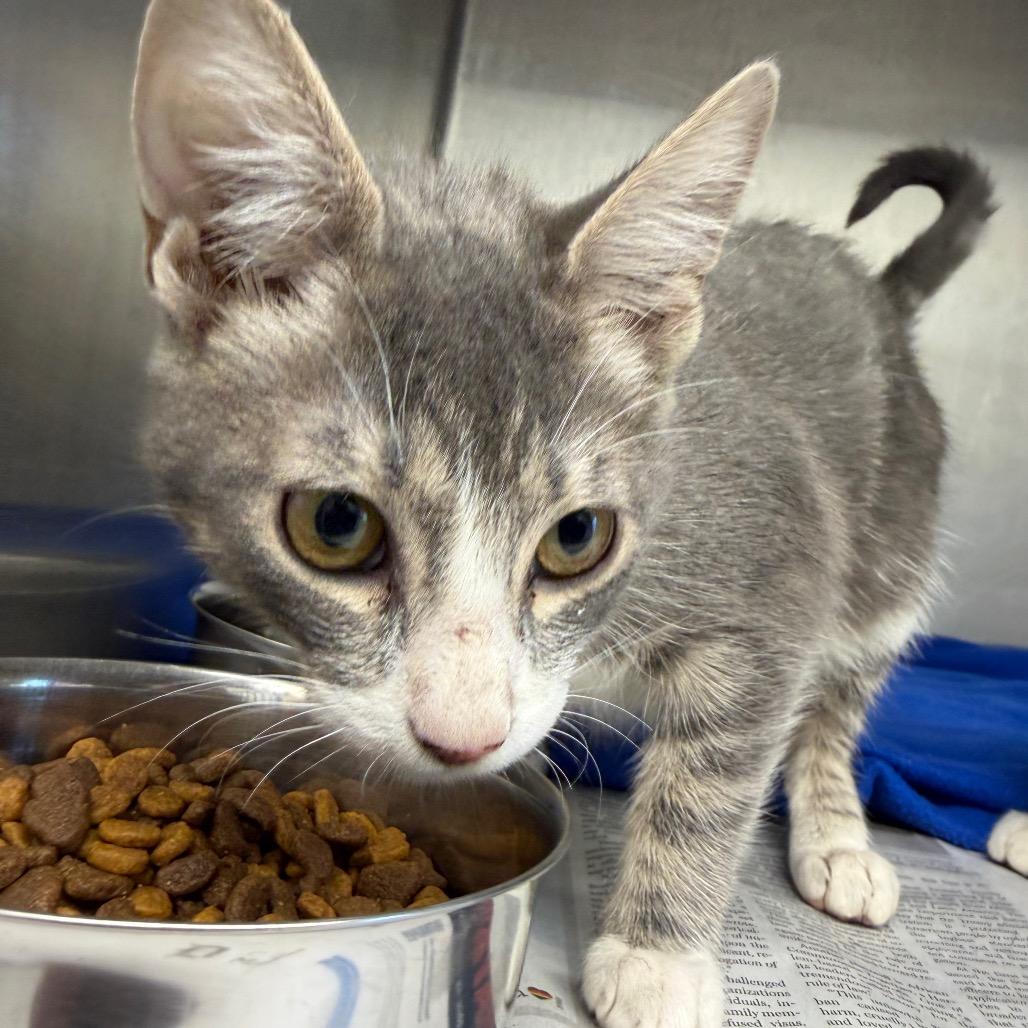 Enlarge Emily, a Adoptable Domestic Short Hair in Marshall, TX image 1/3