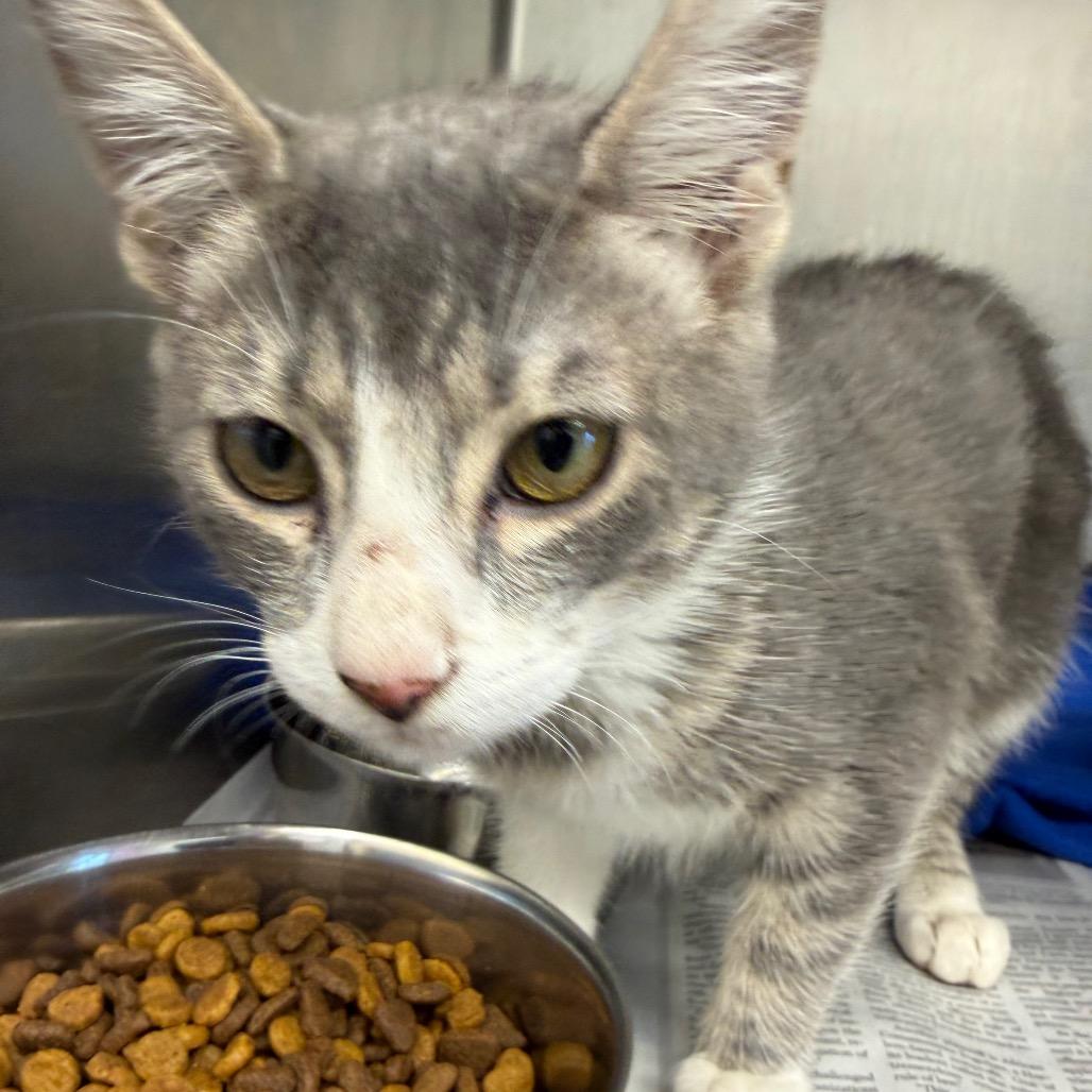 Enlarge Emily, a Adoptable Domestic Short Hair in Marshall, TX image 2/3