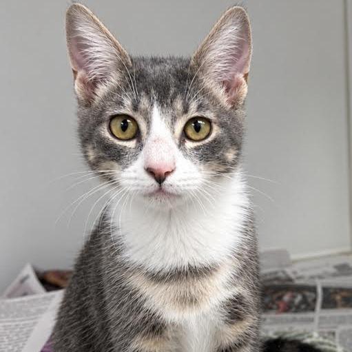 Enlarge Emily, a Adoptable Domestic Short Hair in Marshall, TX image 3/3