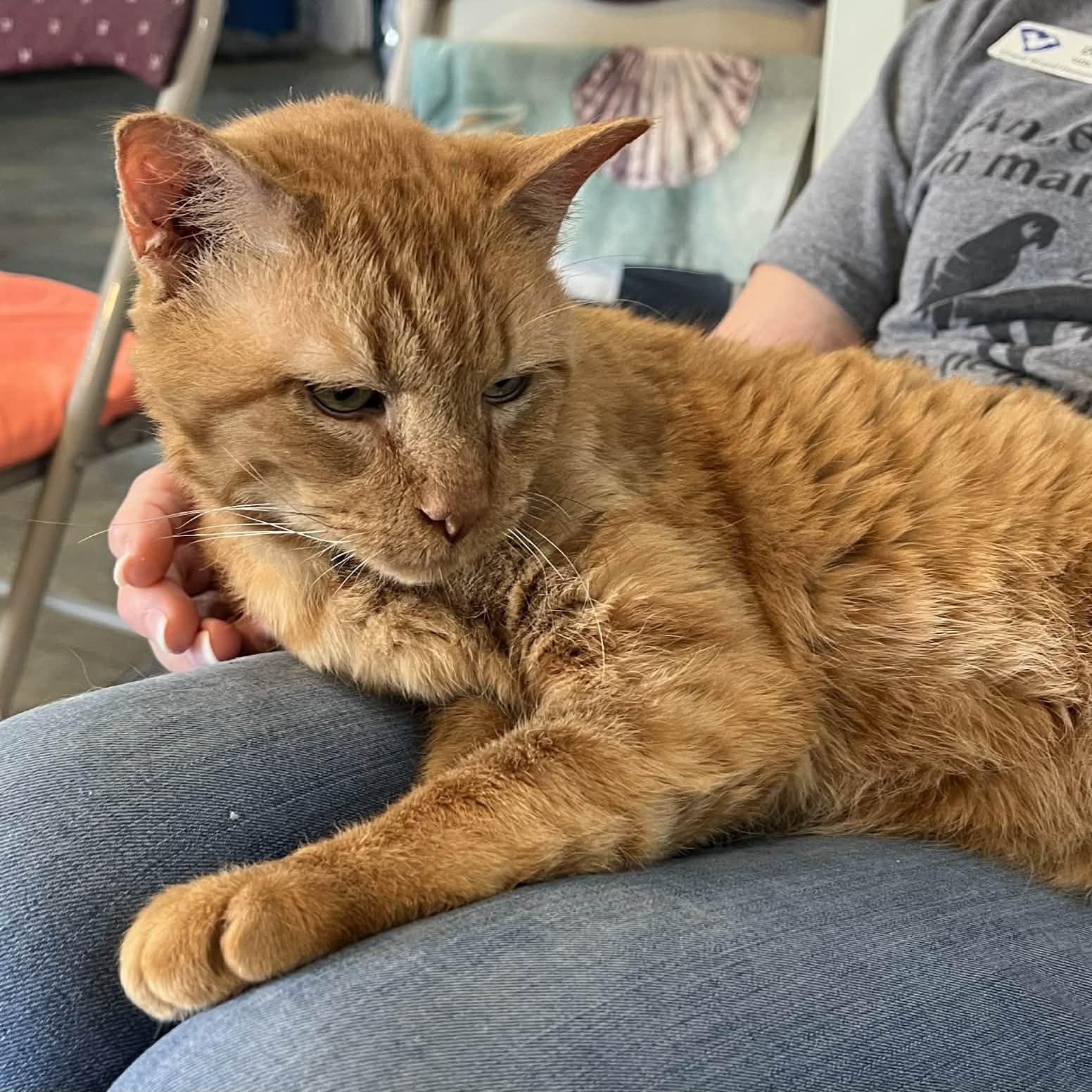 Enlarge Ivy - 7 yo senior, an adopted Domestic Short Hair in Myrtle Beach, SC image 6/6