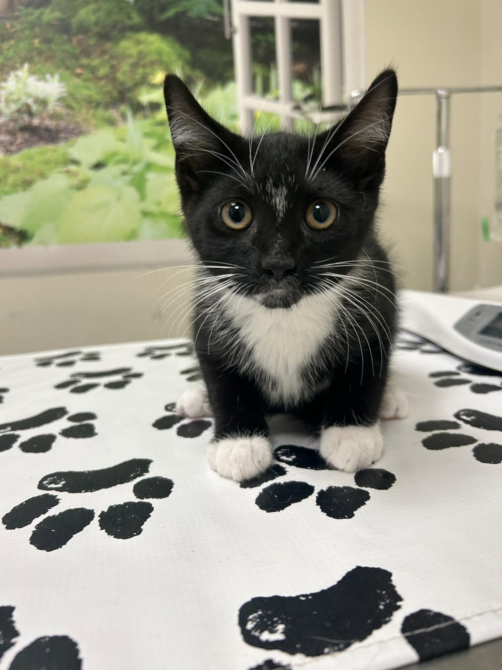 Major, Adoptable, Kitten Male Domestic Short Hair.