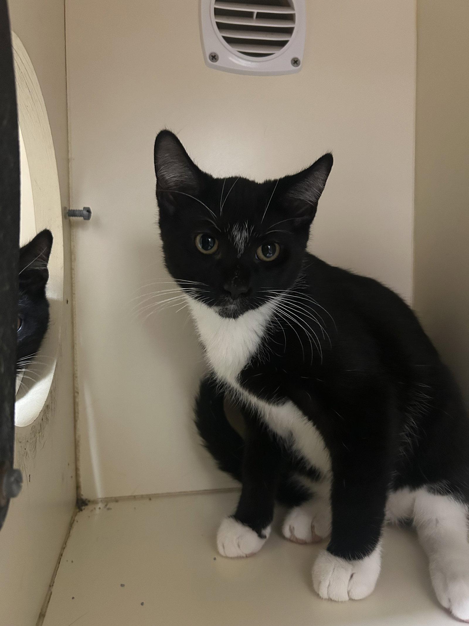 Enlarge Major, a Adoptable Domestic Short Hair in Lancaster, PA image 2/2