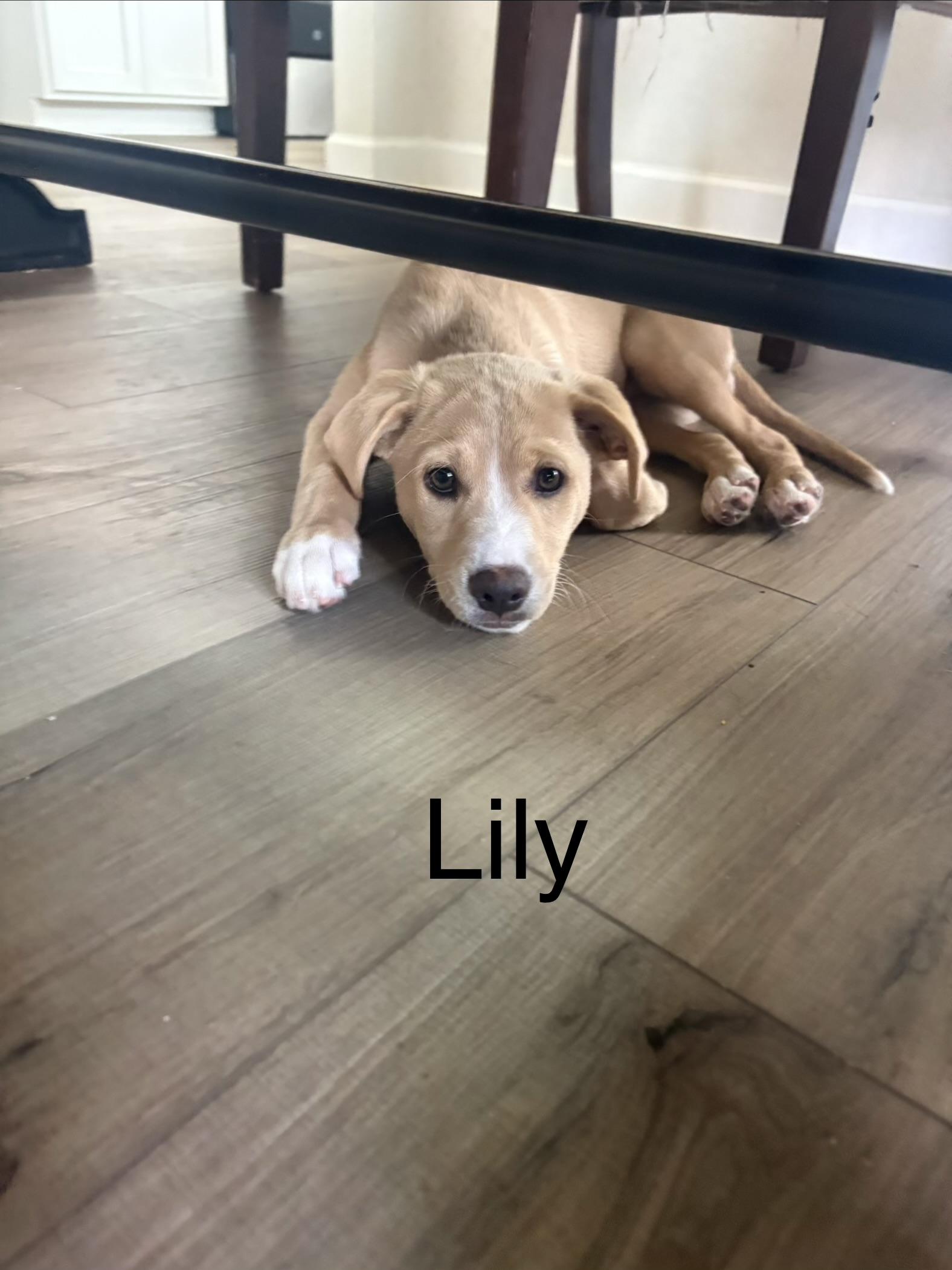 Lily Tilly , an adopted mixed breed in Schertz, TX image 2/2