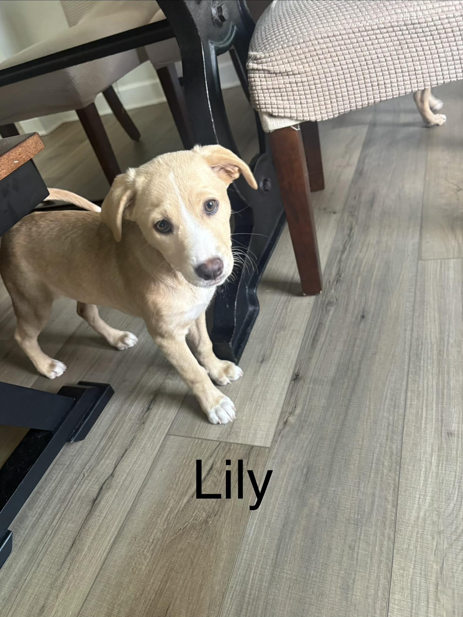 Lily Tilly , an adopted mixed breed in Schertz, TX image 1/2