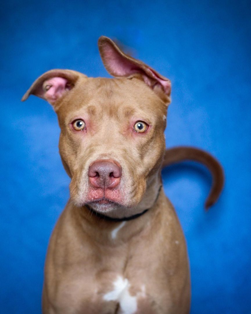 Calamarata, an adopted Pit Bull Terrier Mix in Bridgeport, CT_image-1