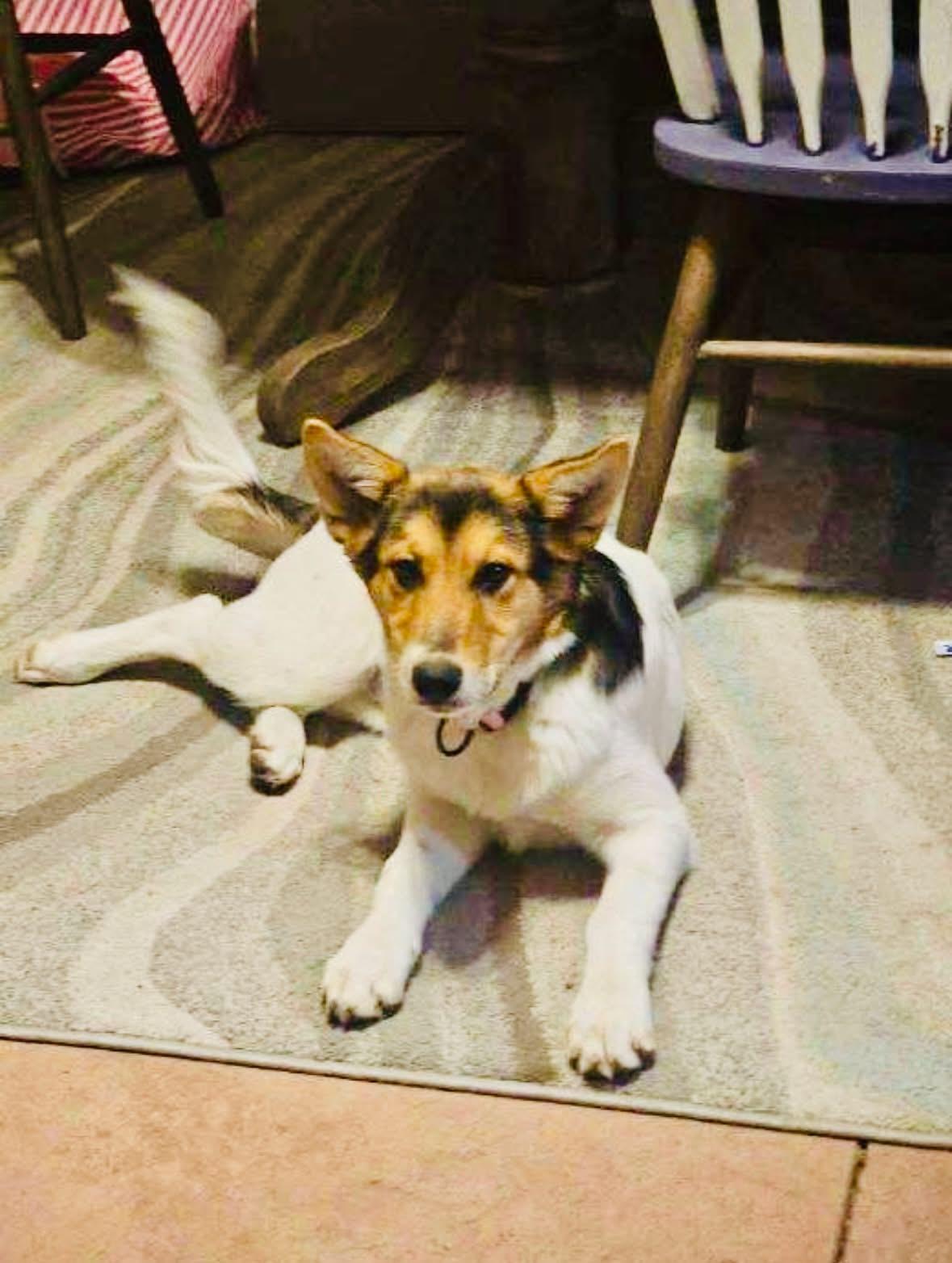 Enlarge Maple, an adoptable mixed breed in Wilsall, MT image 1/1