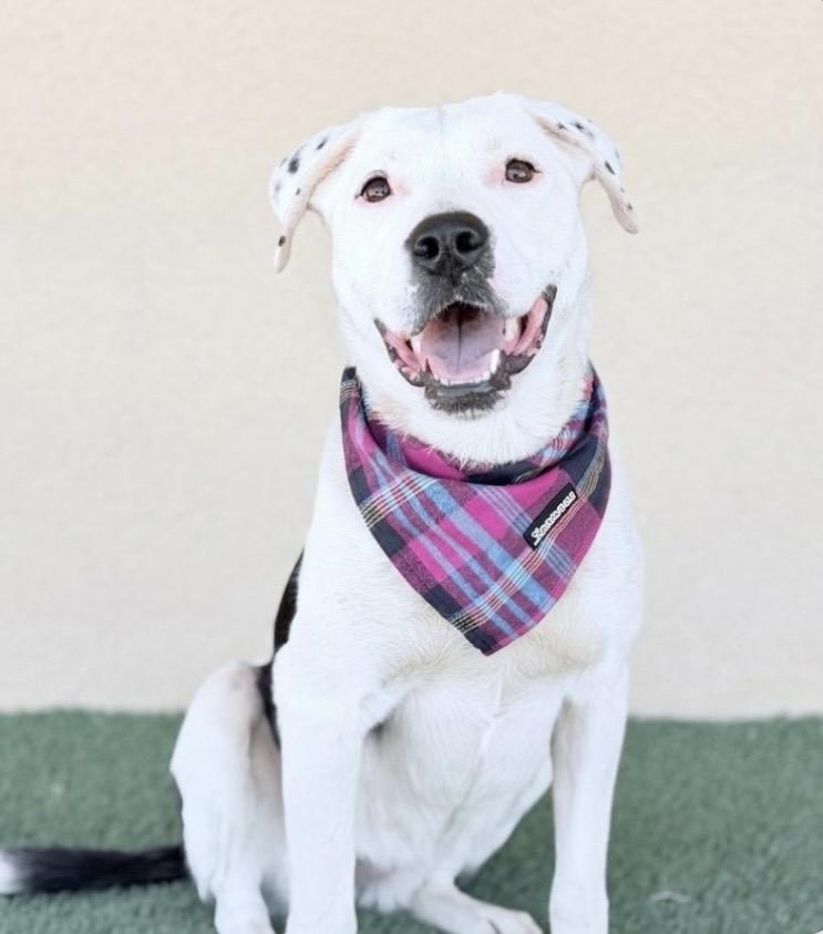 Chanel, a Adoptable mixed breed in Lubbock, TX image 2/6