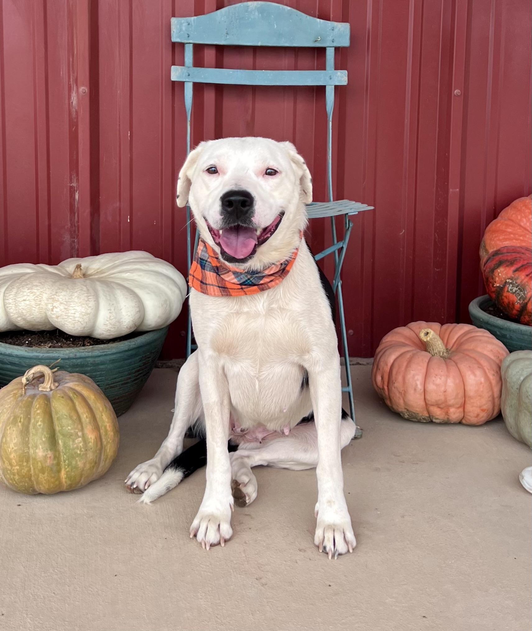 Chanel, a Adoptable mixed breed in Lubbock, TX image 3/6