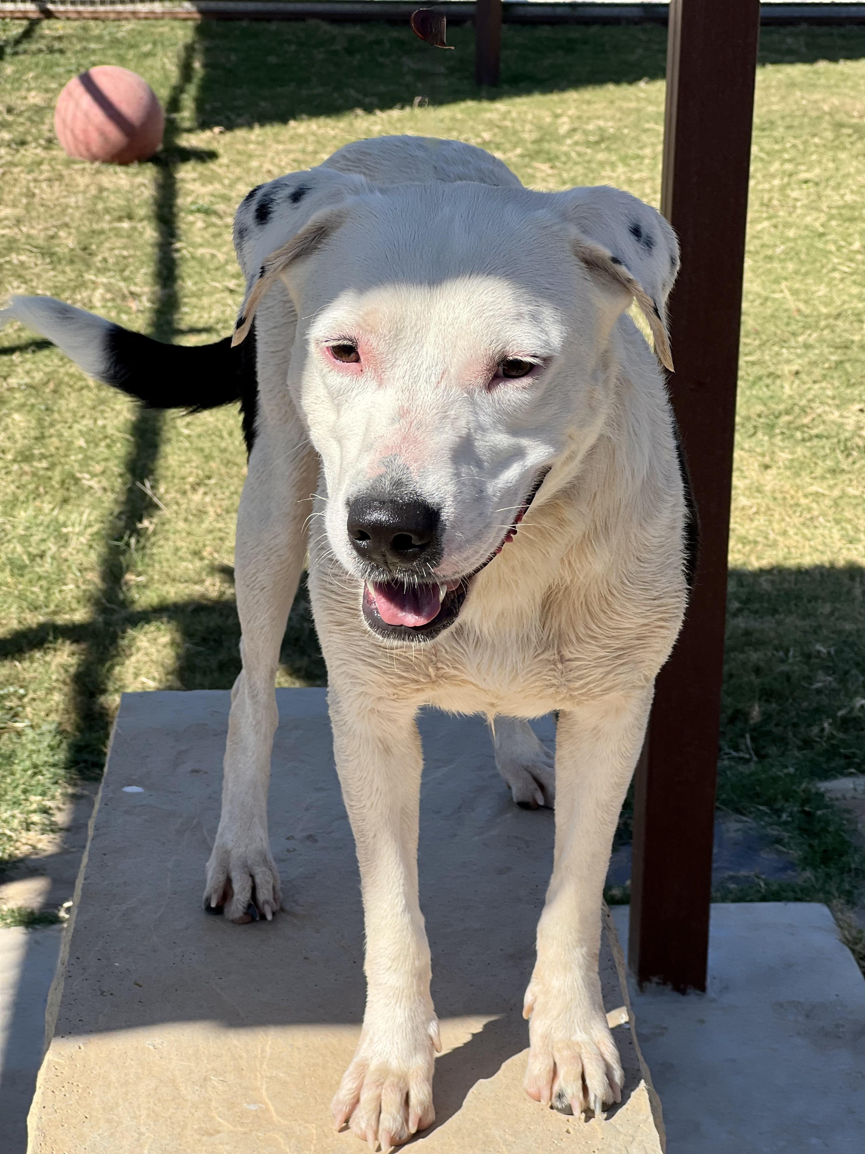 Chanel, a Adoptable mixed breed in Lubbock, TX image 5/6