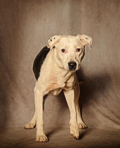 Chanel, a Adoptable mixed breed in Lubbock, TX image 1/6