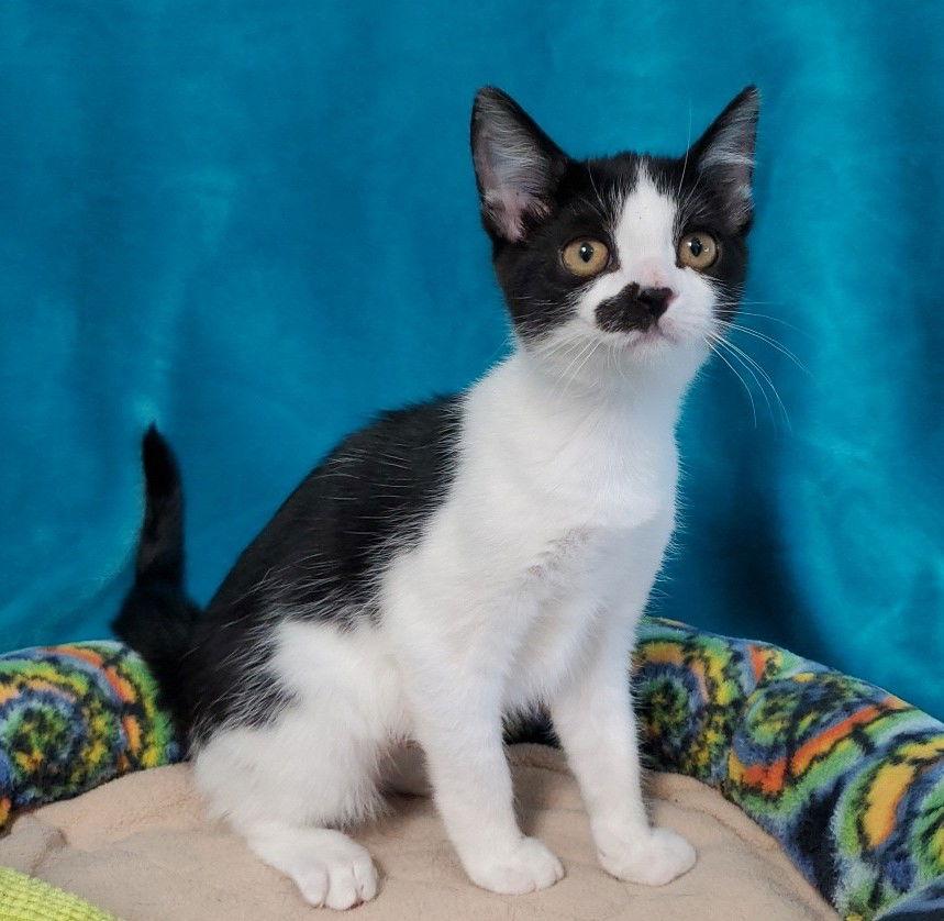 Oreo, Adopted, Kitten Female Domestic Short Hair.