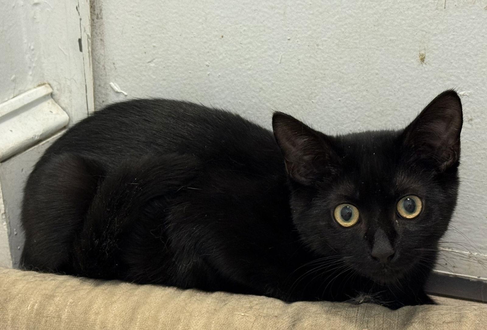 Chris (kitten bonded w/Jackie), a Adoptable Domestic Short Hair in Alexandria, VA image 1/2