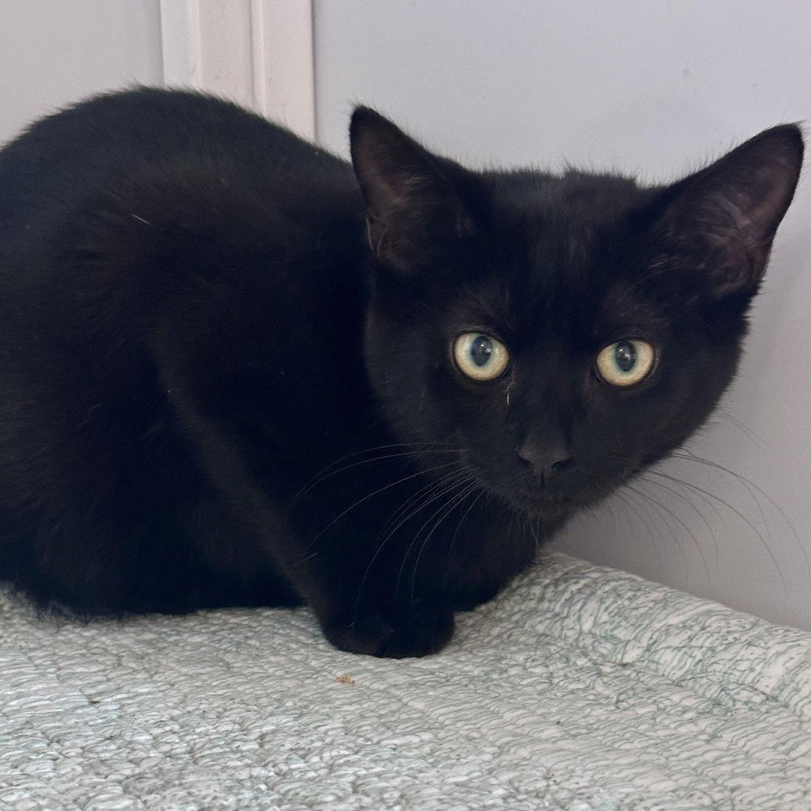 Chris (kitten bonded w/Jackie), a Adoptable Domestic Short Hair in Alexandria, VA image 2/2