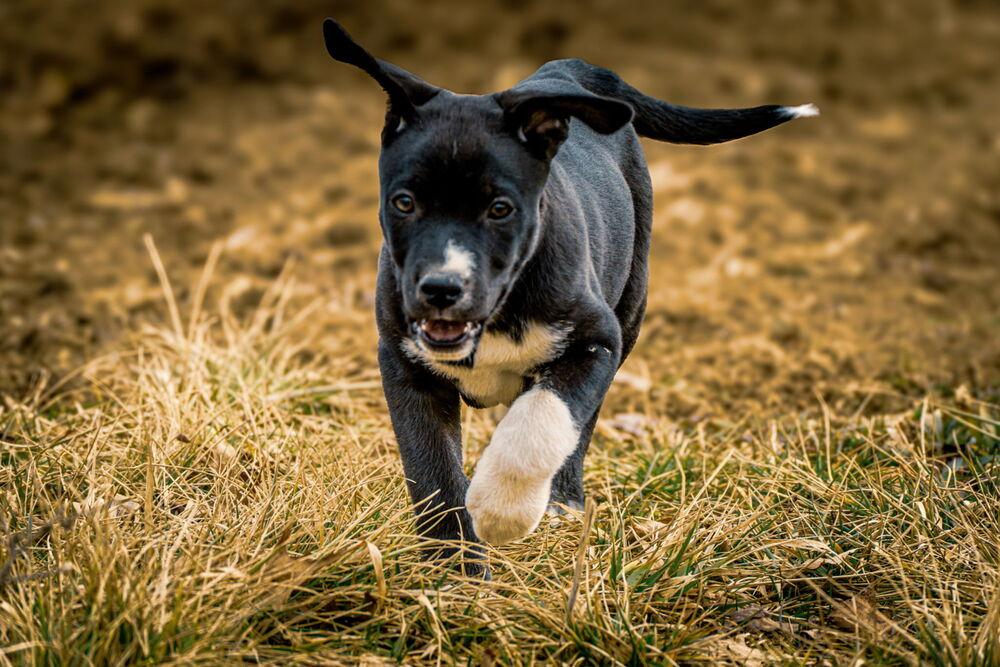 One Piece Litter - Zoro, Adoptable, Puppy Male Mixed Breed.