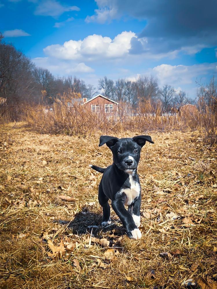 Enlarge One Piece Litter - Zoro, a Adoptable mixed breed in Columbus, OH image 2/6