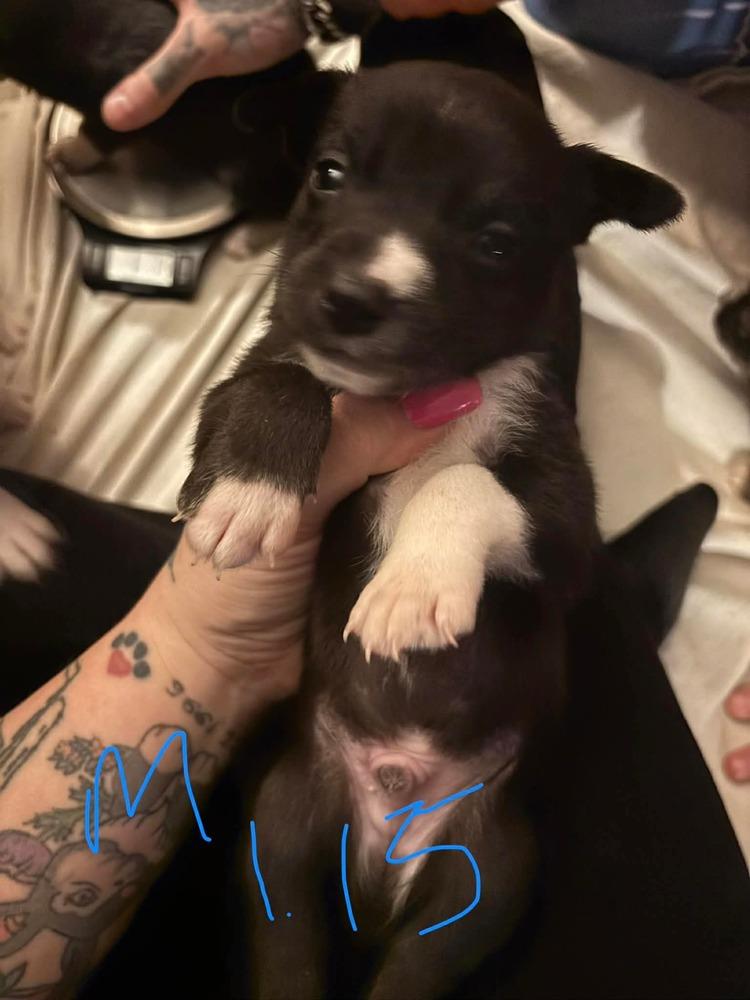 One Piece Litter  thumbnail 3