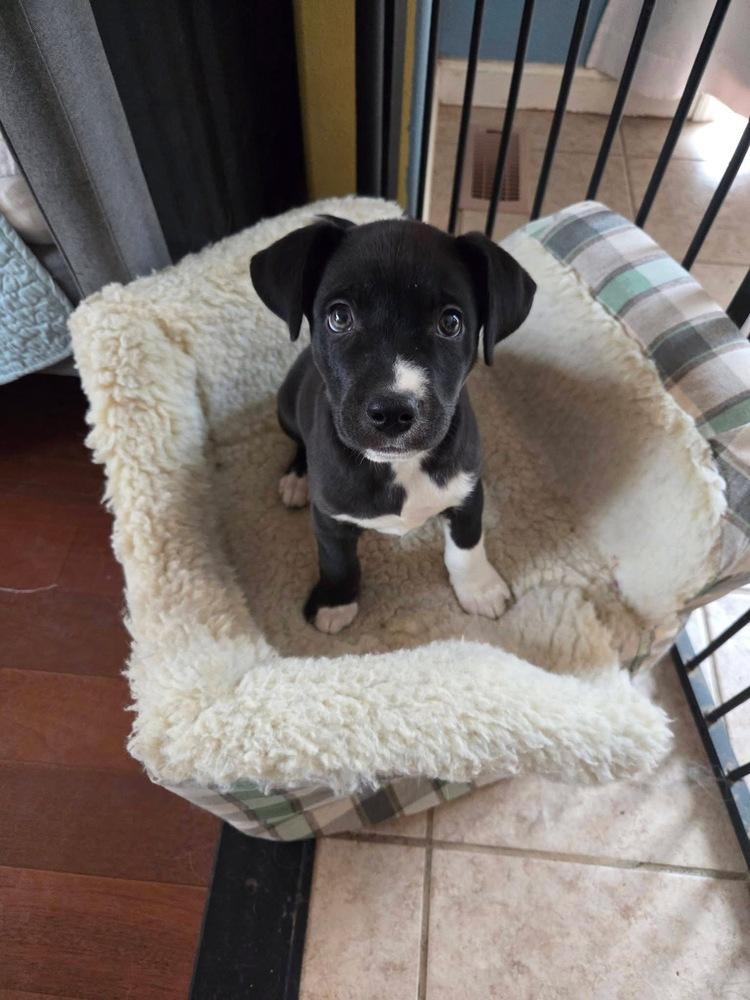 Enlarge One Piece Litter - Zoro, a Adoptable mixed breed in Columbus, OH image 3/6