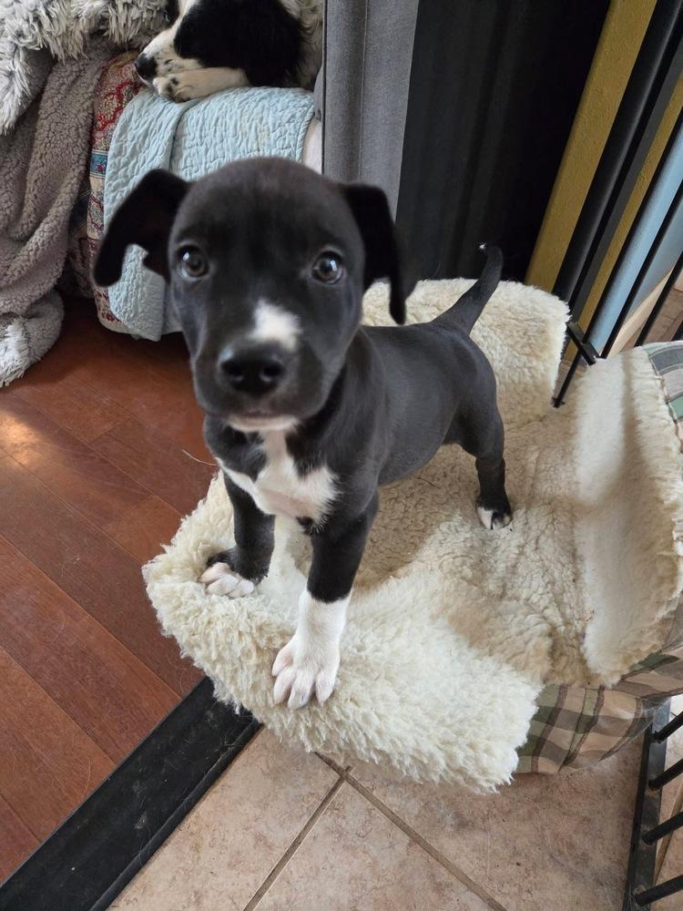Enlarge One Piece Litter - Zoro, a Adoptable mixed breed in Columbus, OH image 4/6