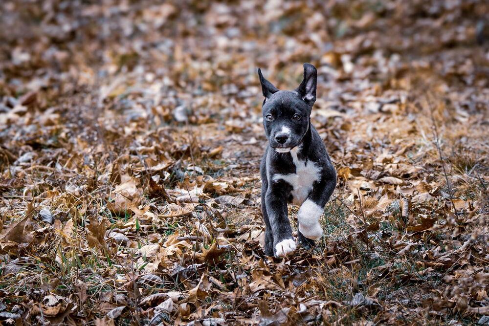 Enlarge One Piece Litter - Zoro, a Adoptable mixed breed in Columbus, OH image 5/6
