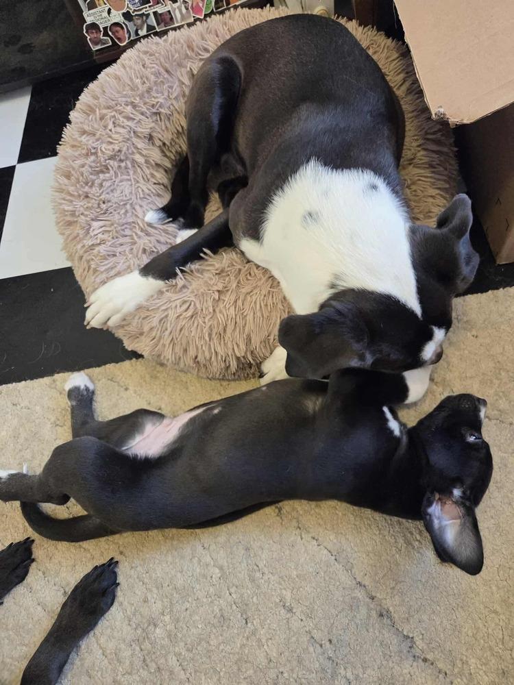 Enlarge One Piece Litter - Zoro, a Adoptable mixed breed in Columbus, OH image 6/6