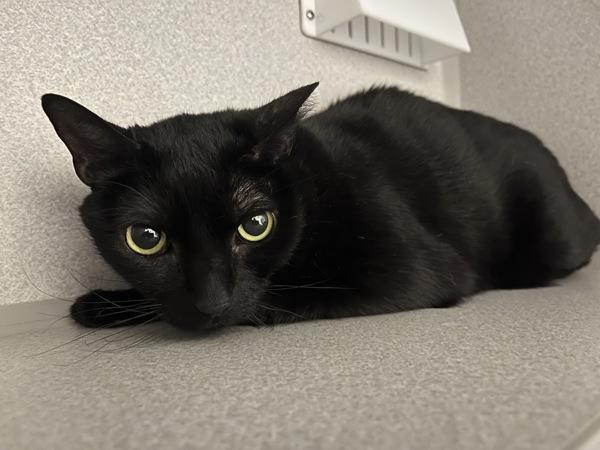 Binx, Adoptable, Adult Male Domestic Short Hair.