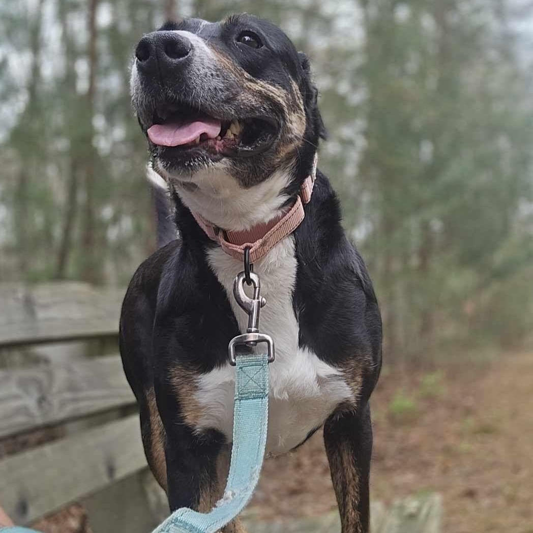 Enlarge Prue, a Adoptable mixed breed in Orange, VA image 5/6