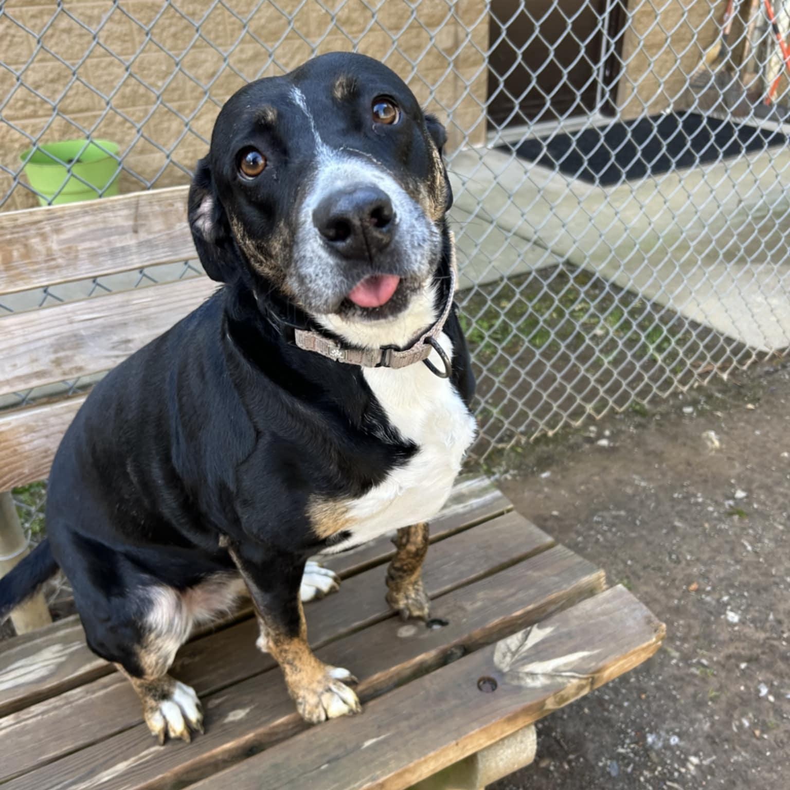 Enlarge Prue, a hold mixed breed in Orange, VA image 3/6