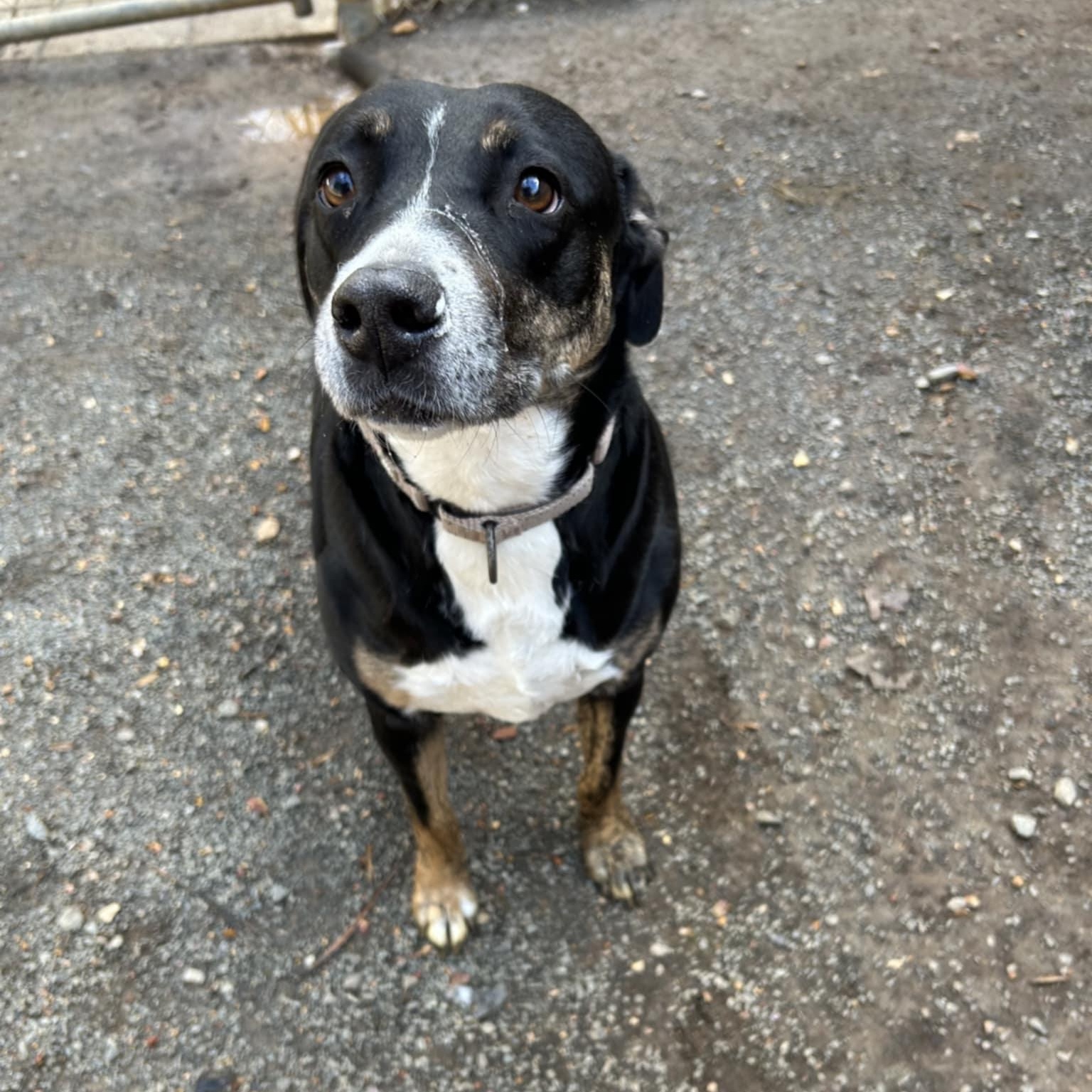 Enlarge Prue, a hold mixed breed in Orange, VA image 4/6