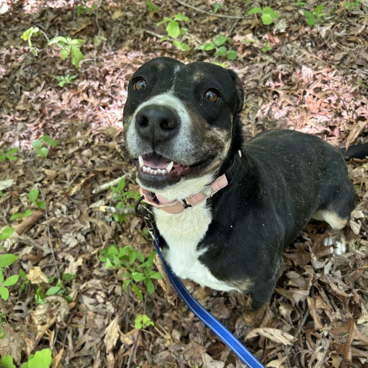 Enlarge Prue, a Adoptable mixed breed in Orange, VA image 3/6