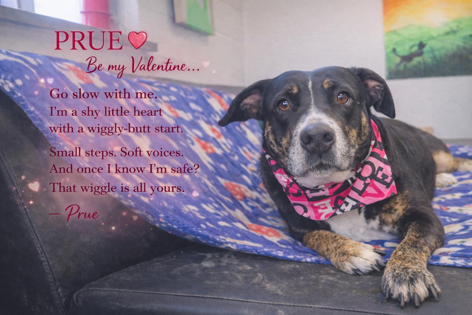 Enlarge Prue, a hold mixed breed in Orange, VA image 1/6