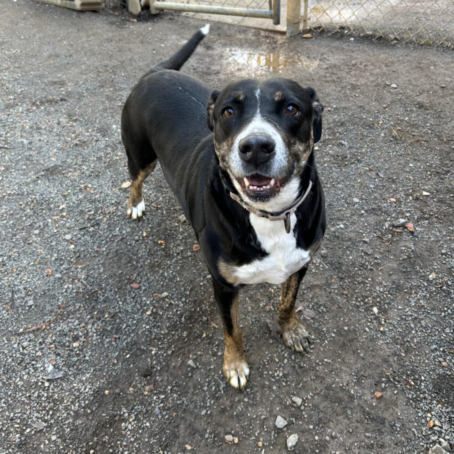 Enlarge Prue, a hold mixed breed in Orange, VA image 5/6