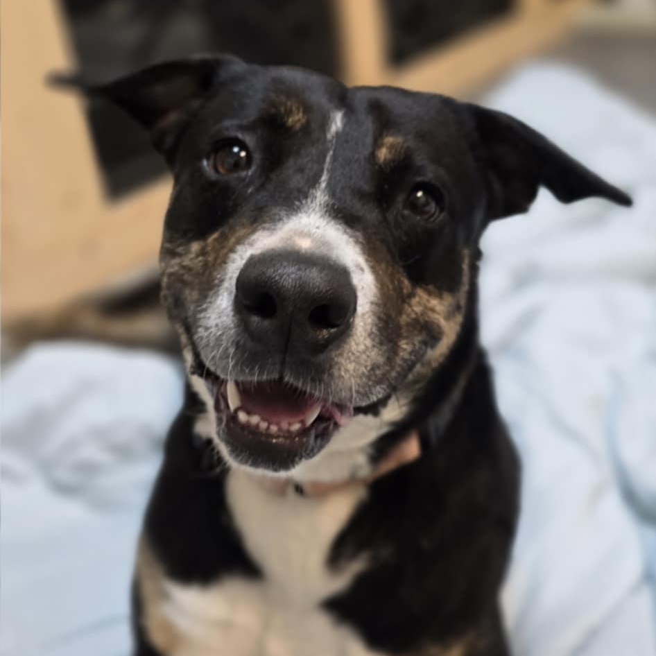 Enlarge Prue, a Adoptable mixed breed in Orange, VA image 2/6