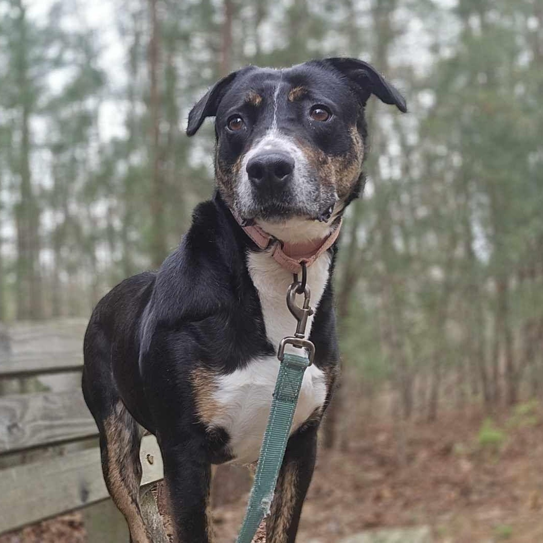 Enlarge Prue, a Adoptable mixed breed in Orange, VA image 4/6
