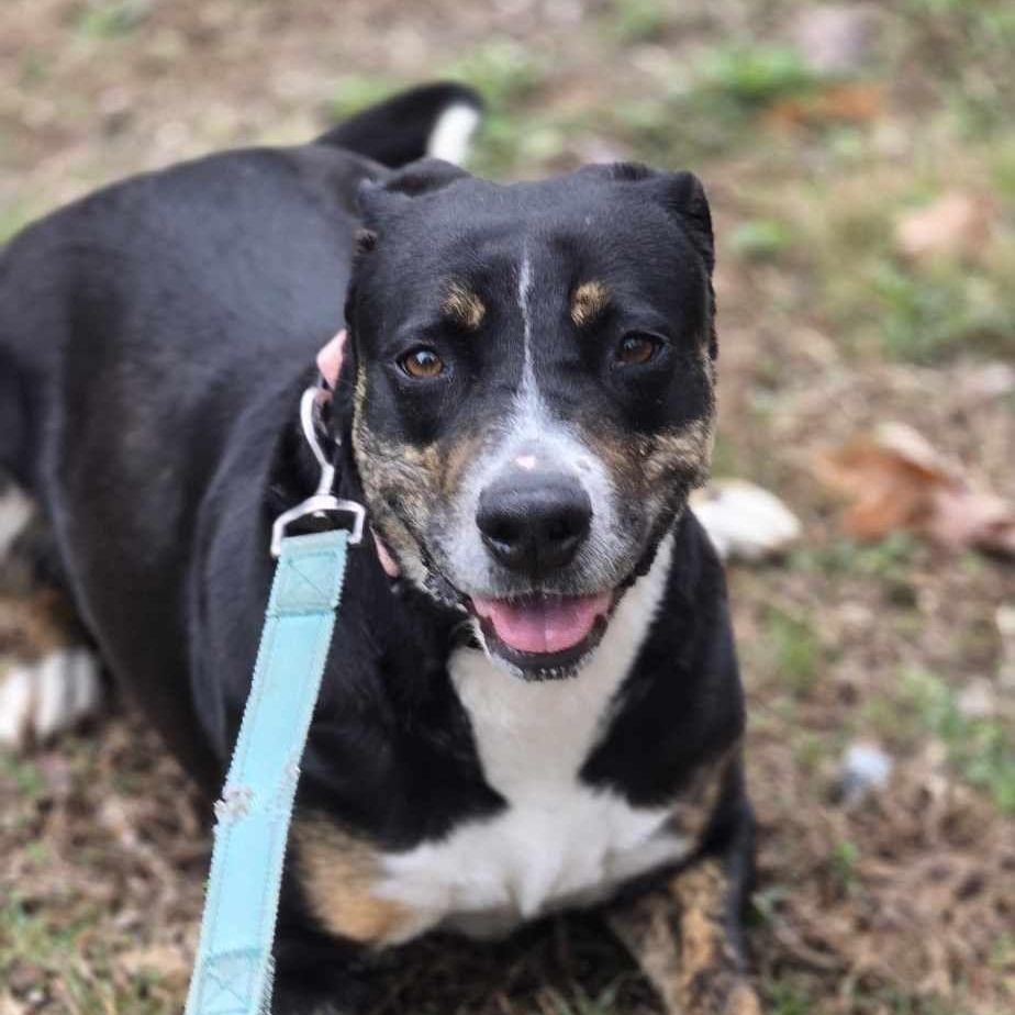 Enlarge Prue, a Adoptable mixed breed in Orange, VA image 6/6