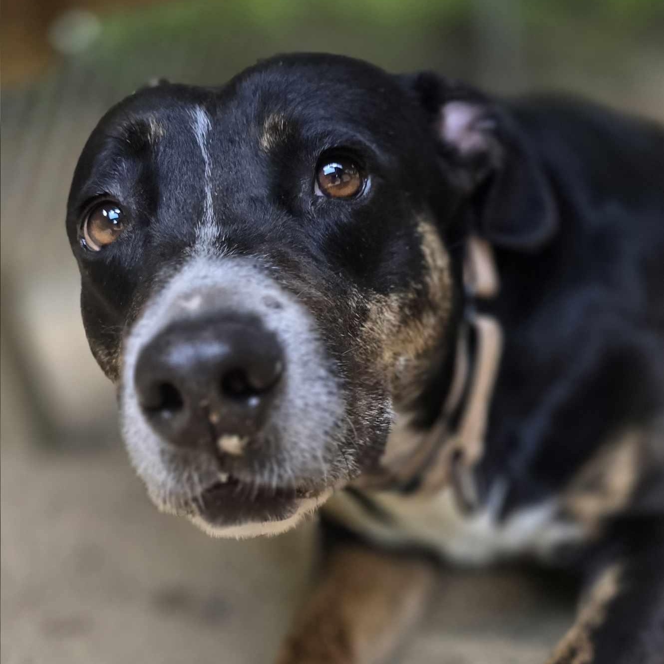 Enlarge Prue, a Adoptable mixed breed in Orange, VA image 1/6