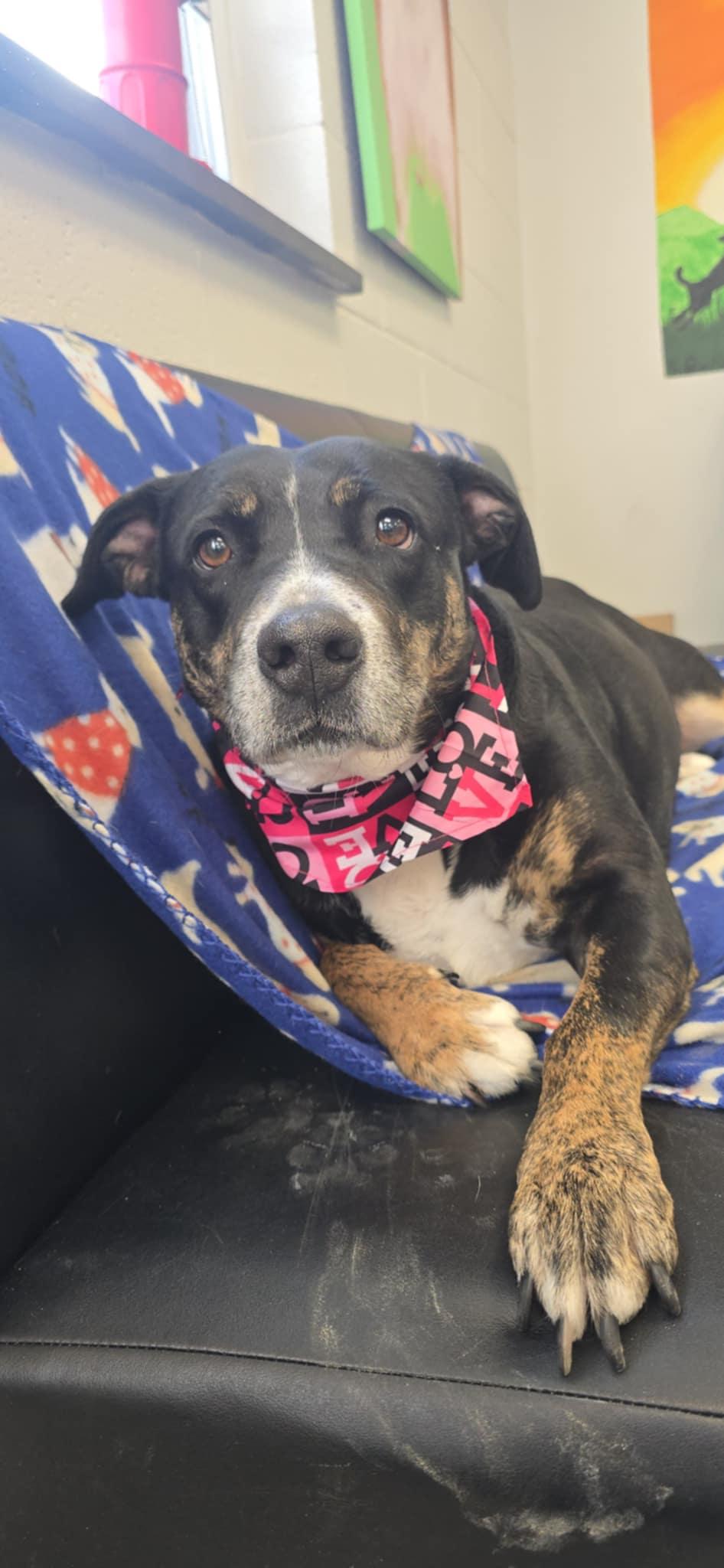 Enlarge Prue, a hold mixed breed in Orange, VA image 2/6