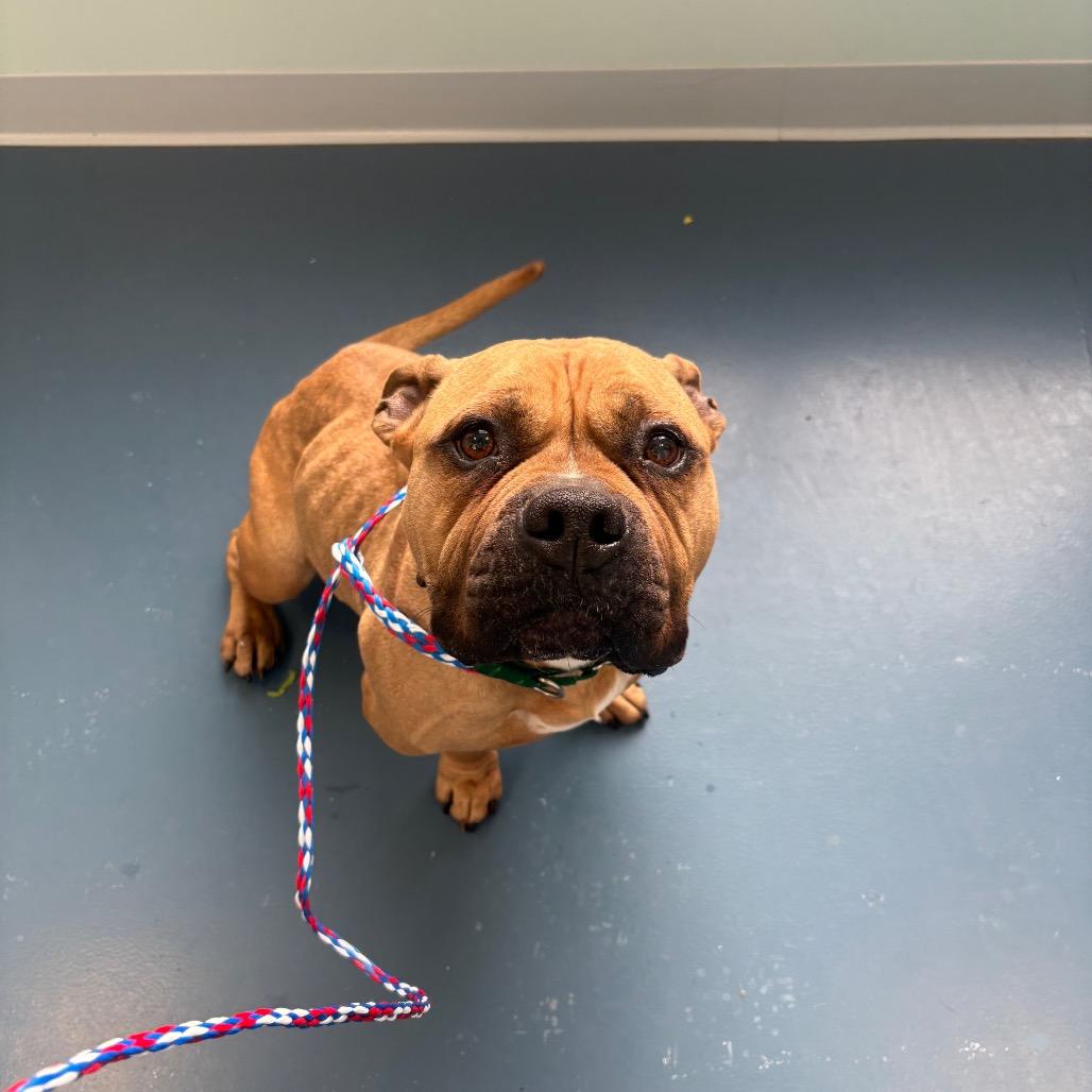 Puddin — thumbnail 2