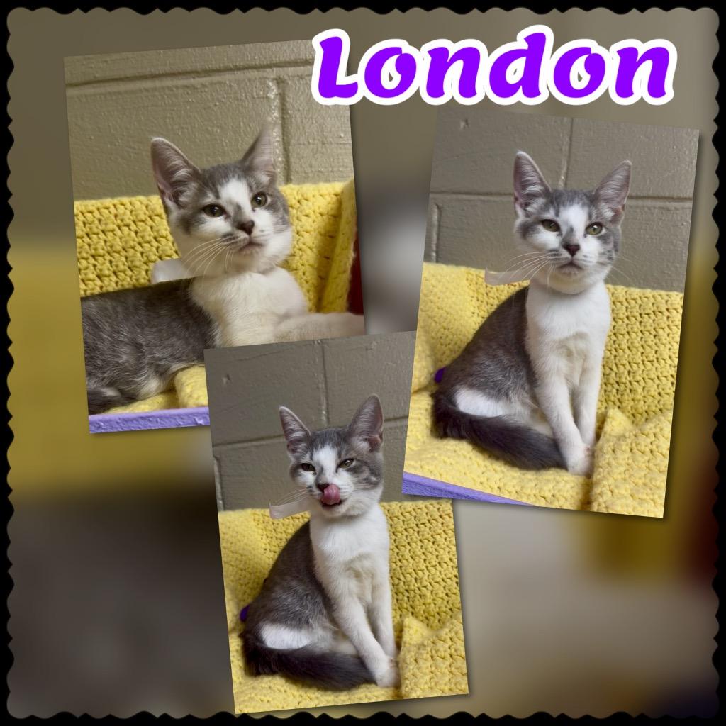 London, Adoptable, Kitten Female Domestic Short Hair.