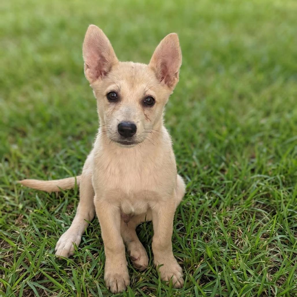 Glacier, Adoptable, Puppy Female Mixed Breed.