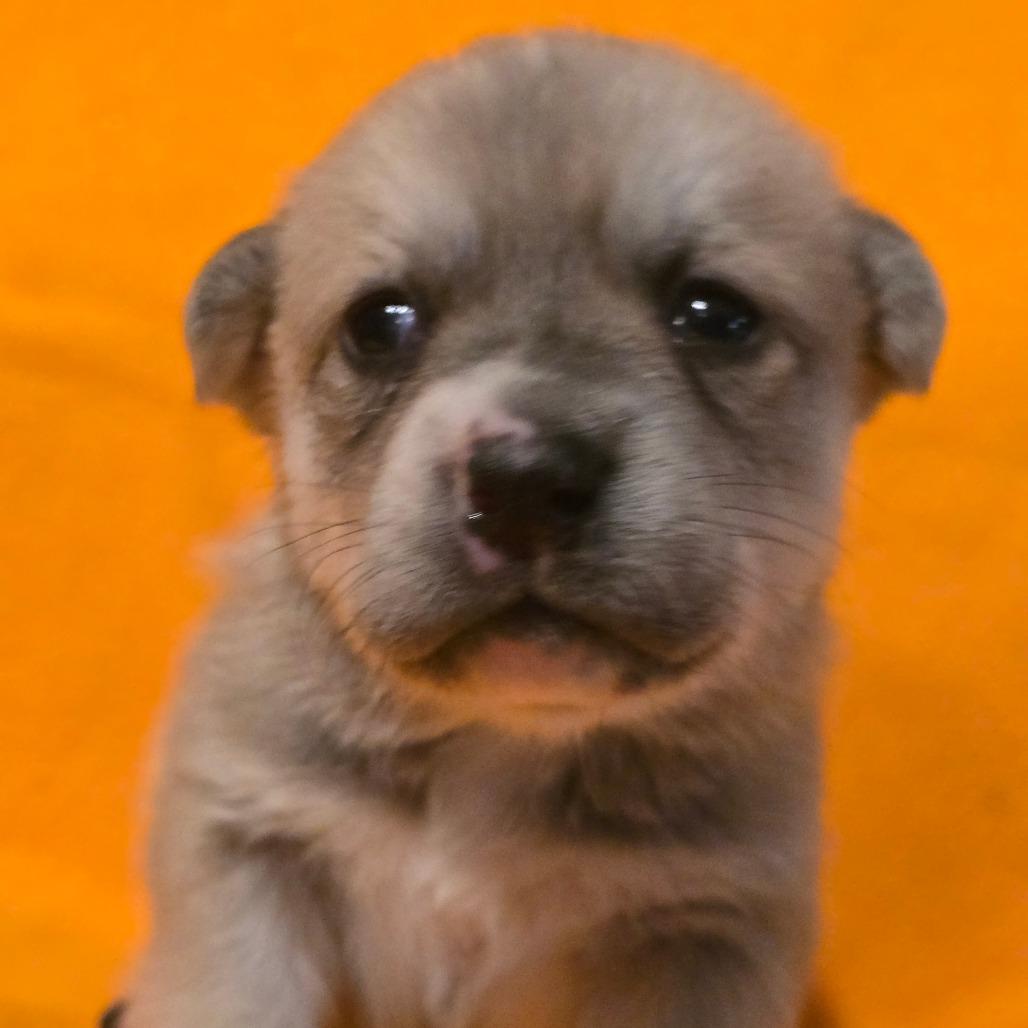 Glacier, a Adoptable Mixed Breed in Huntsville, AL image 3/4