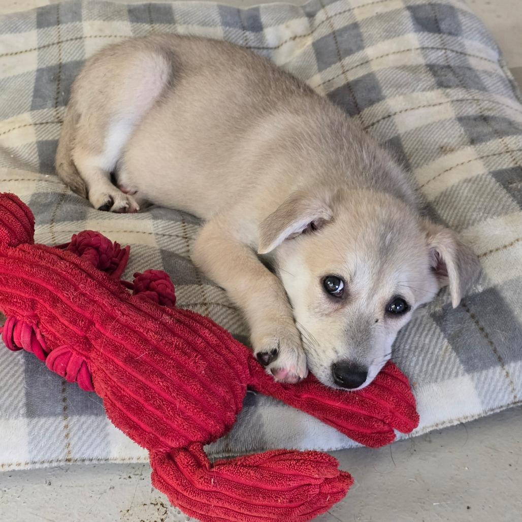 Glacier, a Adoptable Mixed Breed in Huntsville, AL image 4/4