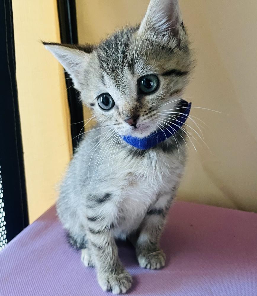 Tucker, Adoptable, Kitten Male Tabby.