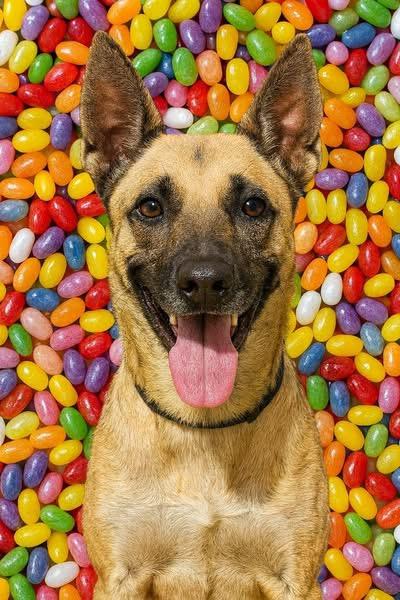Jelly Bean