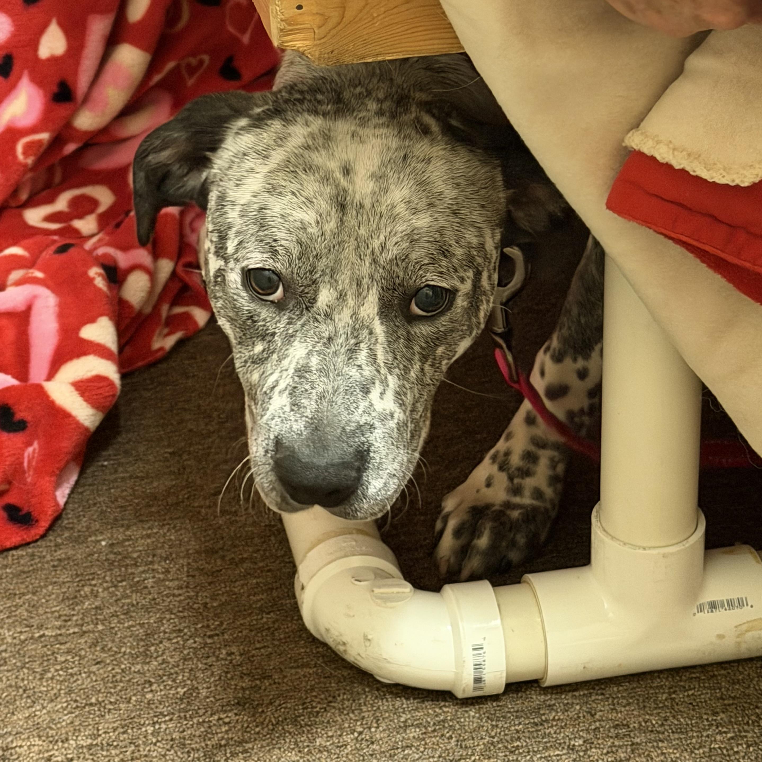 Enlarge Katness, a Adoptable mixed breed in Libertyville, IL image 4/4