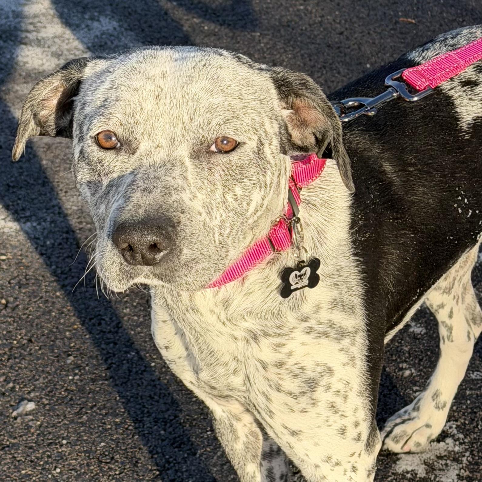 Enlarge Katness, a Adoptable mixed breed in Libertyville, IL image 2/4