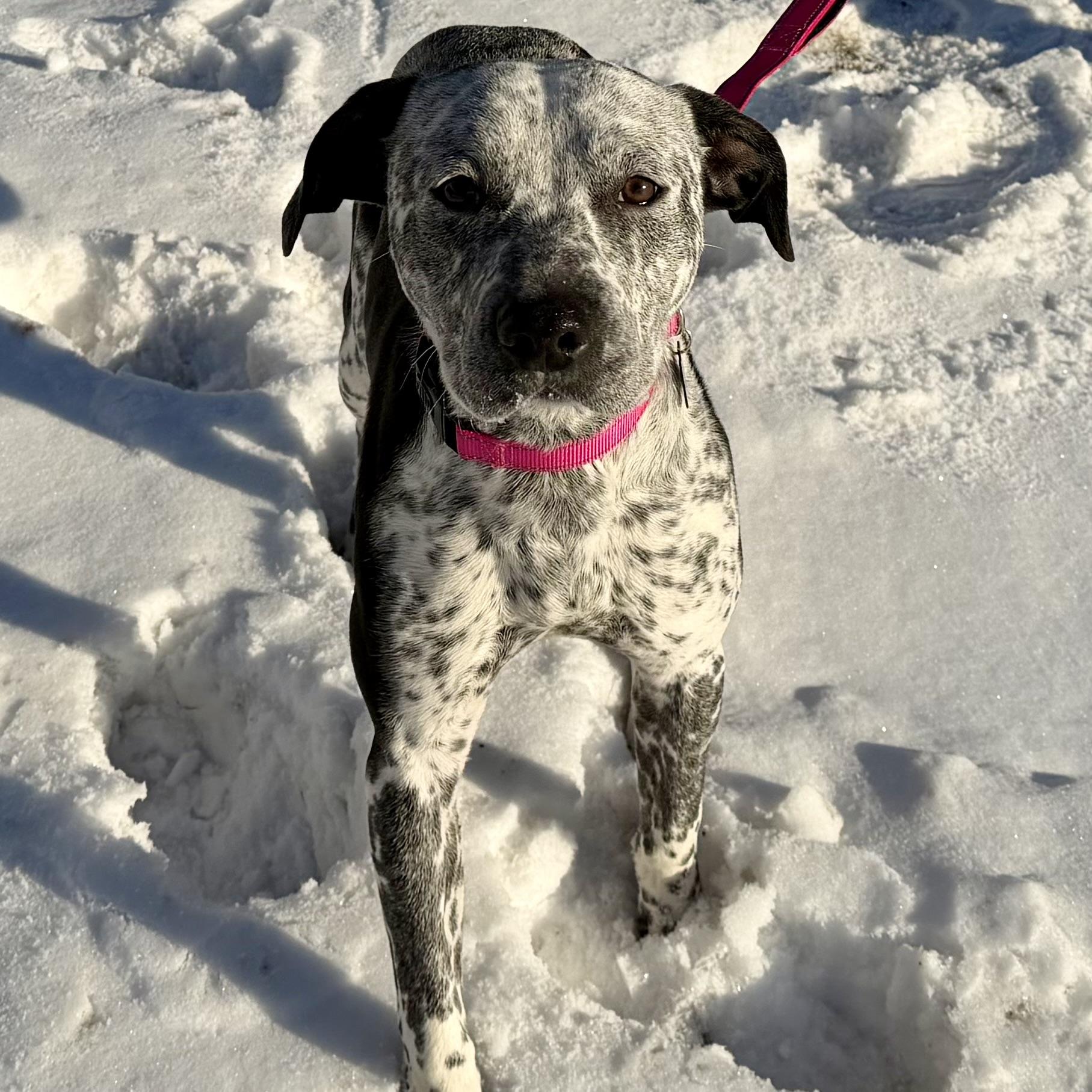 Katness, Adoptable, Adult Female Pointer.