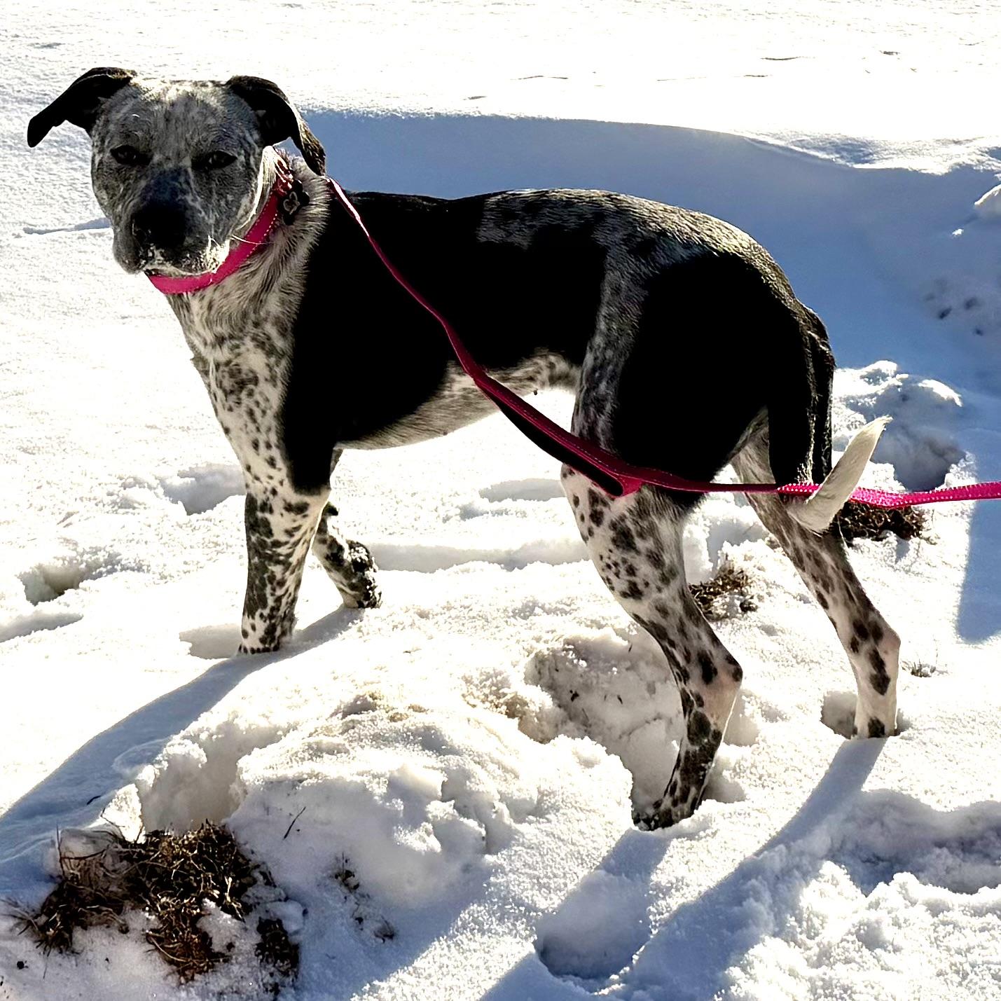 Enlarge Katness, a Adoptable mixed breed in Libertyville, IL image 3/4