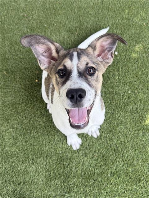 BAKI, Adoptable, Puppy Male Labrador Retriever & Mixed Breed.